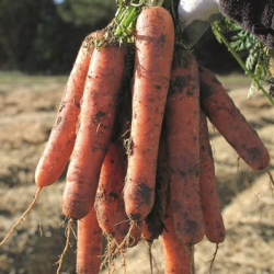 Marchew Natuna  F1 100 tyś. nasion precyzja  st